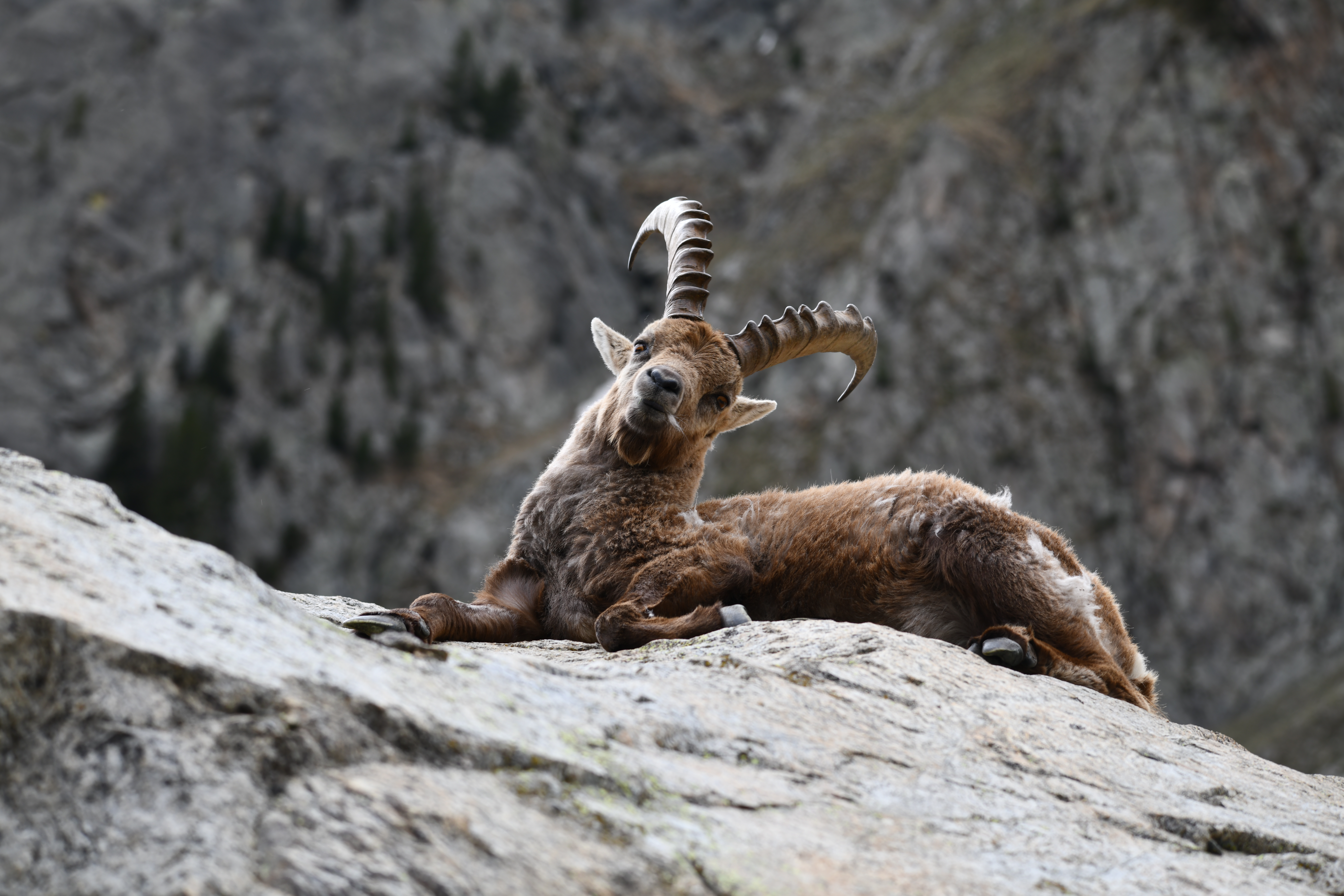 Bouquetin des Alpes couché sur un rocher