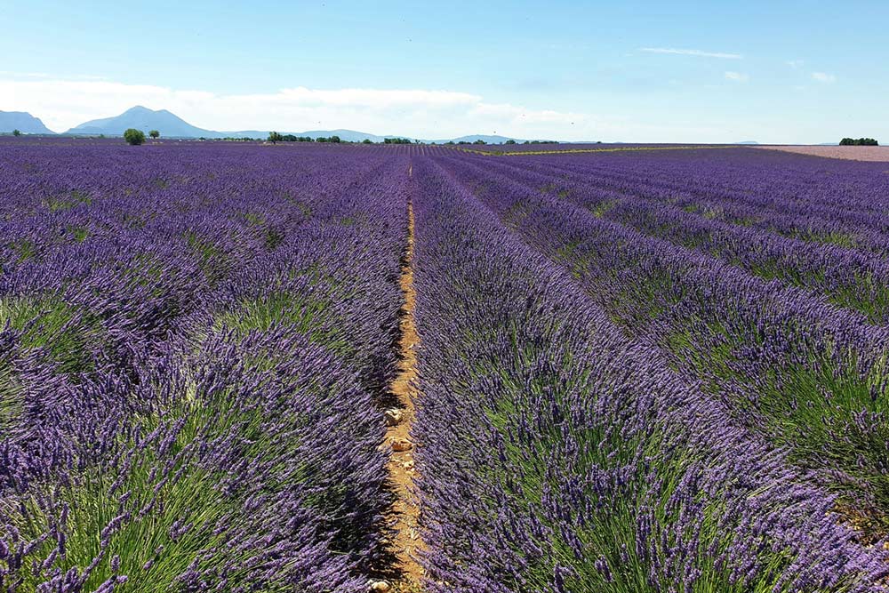 Champs de lavande de Valensole